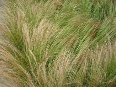 Nasella tenuissima or Texas Needle Grass